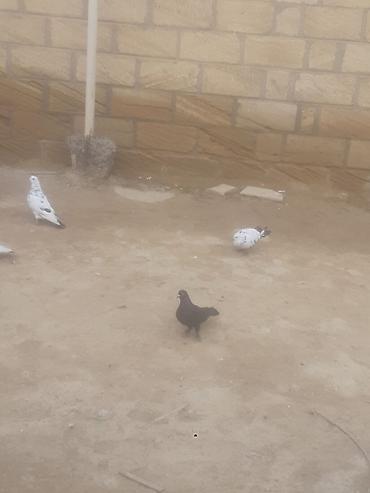 Quşlar: Gördüyünüz qarabaş maya satilir 3 saat ucur alan adam olsa endirim — 4