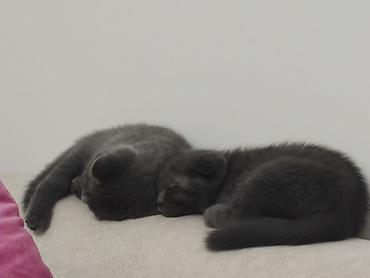 купить вислоухого котенка: Скотиш Страйт (Шотландская прямоухая), 2 месяца, Девочка, Серый, Приучена к лотку, С документами — 6
