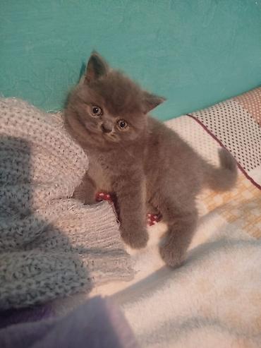 Pişiklər: Şotland — 5