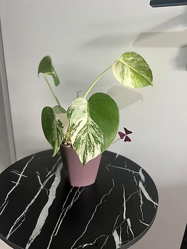 Монстеры: Монстера вариегатная (Monstera deliciosa variegata) — комнатное — 1
