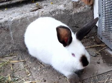 кролики виликан: Самка калифорнийского породы