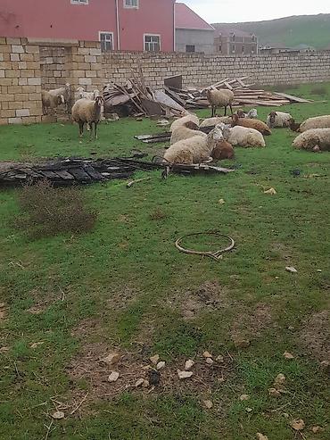 qoyun aliram: Qoyun-keçi sürüsü - Növ: Qarışıq xırdabuynuzlu (qoyun və keçi) - — 3