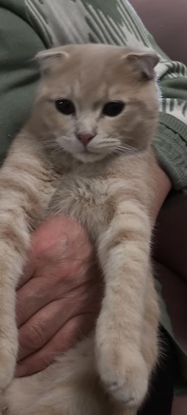 Pişiklər: Şotland — 9