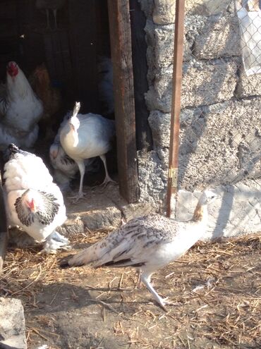 Tovuz quşları: Salam aleykum. Satışda bir cüt ağ tovuzquşu var. 6 ayliqdirlar. cütü — 16