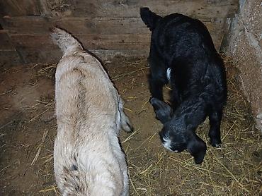 Keçilər, çəpişlər: Məhsul: Balalı keçi Təsvir: - Balalar mart ayının 17-si doğulub.1 -da lalafo.az — 7 Keçilər, çəpişlər: Məhsul: Balalı keçi Təsvir: - Balalar mart ayının 17-si doğulub.1 — 7