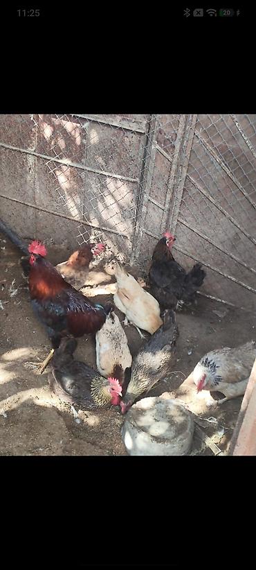 kənd colpası satışı: 🐔 YUMURTUYAN TOYUQLAR SATILIR! 🥚 10 ədəd yumurtuyan toyuqdur. Toyuqun — 5