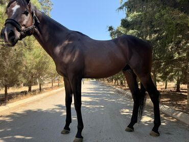 Atlar: Erkək, il: 5, Ünvandan götürmə — 4