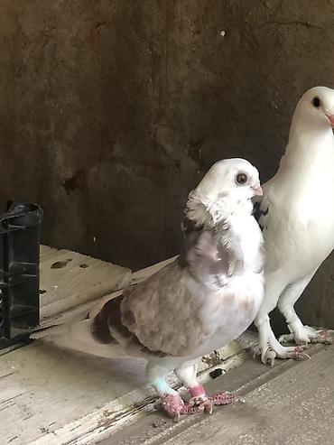 alman ovcarkası satılır: Bango maya cute hazir yumurtlamagina soz ola bilmez .erkeyin pisik — 3
