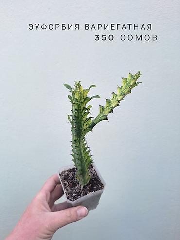 цветы орхидеи: 💚 Комнатные растения (детки/молодые растения). 🪴 Названия и цены — 3