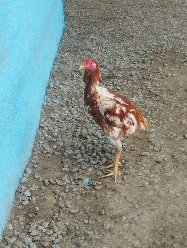 Xoruzlar: Aseel tipli uzunayaqlı cücərti/ceylək xoruz - Uzun və güclü sarı — 6