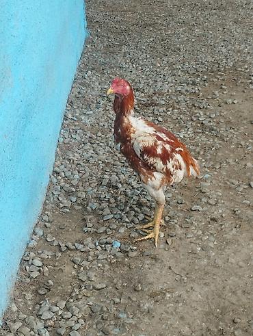 Xoruzlar: Məhsul: Qara-qırmızı rəng çalarlarında kənd xoruzları Təsvir: - Uzun — 12