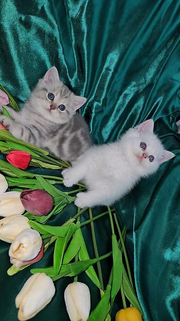 Кошки: Британская, Самец, Самка, В добрые руки, Платная доставка, Доставка в районы, Самовывоз — 3