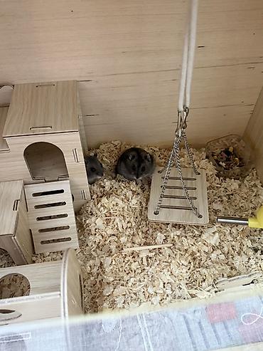 Клетки: Taxta hamster evi və aksesuar dəsti / 2 balaca hamster (2 ayliq,hər — 2