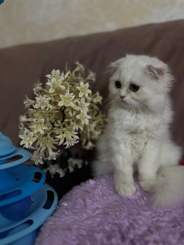 Pişiklər: Şotland yastı qulaq, Erkək, Dişi, Yaxşı əllərə, Ünvandan götürmə, Pulsuz çatdırılma, Ödənişli çatdırılma — 72