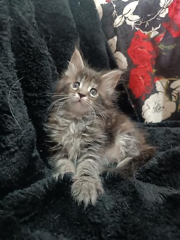 Продажа кошек: Мейн-кун, 1 месяц, Девочка — 11