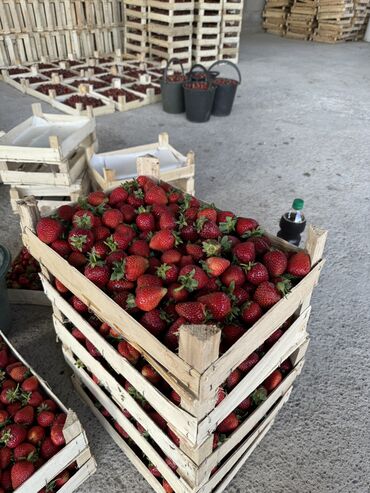 дордой моторс продукты: Кулпунай Альбион, Дүңүнөн