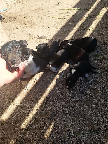 İtlər: Zvanok it balaları — 2