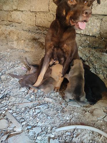 erkek it adlari: Zvonok, 1 ay, Dişi — 3