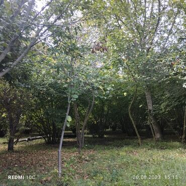 Torpaq sahələrinin satışı: 25 sot, Kupça (Çıxarış) -da lalafo.az — 18 Torpaq sahələrinin satışı: 25 sot, Kupça (Çıxarış) — 18