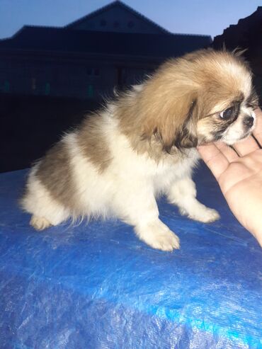 İtlər: Pekines, 2 ay, Dişi, Ödənişli çatdırılma — 2