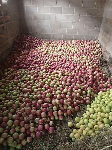 продам офисные стулья: Яблоки Оптом — 1