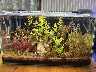 quppi baliqlari: Dördbucaq akvarium, Balıqlarla birlikdə, 120 l, Pulsuz çatdırılma — 1