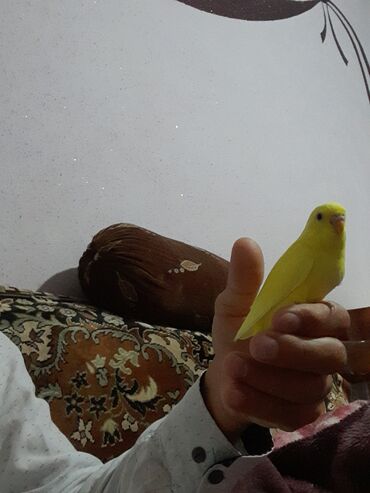 Digər quşlar: 1 aylıg qırmızı göz ələ öyrəşmiş quşdu
sumqayit — 13