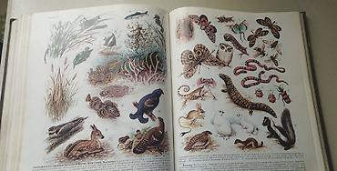 Книги и журналы: Məhsul: “Биологический энциклопедический словарь” (Rus dilində) — 6