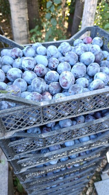 сүзмө сатылат: Слива на продажу по 45 сом кг. беловодское