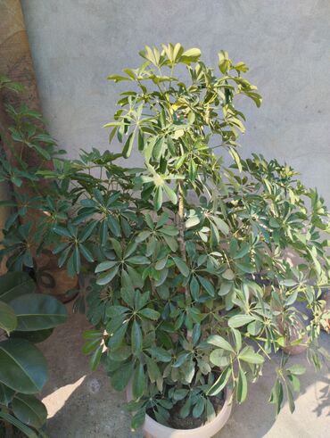 сублимированные фрукты бишкек цена: Шефлера (Schefflera arboricola) в горшке - Декоративно-лиственное
