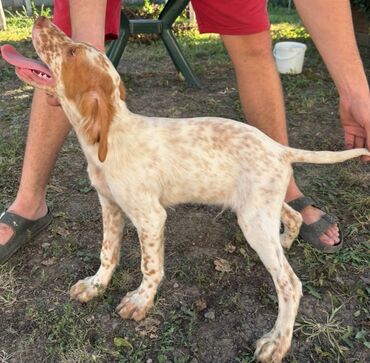 Psi: Na prodaju stenci engleskog setera. Stenci su iz vrhunskog legla na lalafo.rs — 9 Psi: Na prodaju stenci engleskog setera. Stenci su iz vrhunskog legla — 9