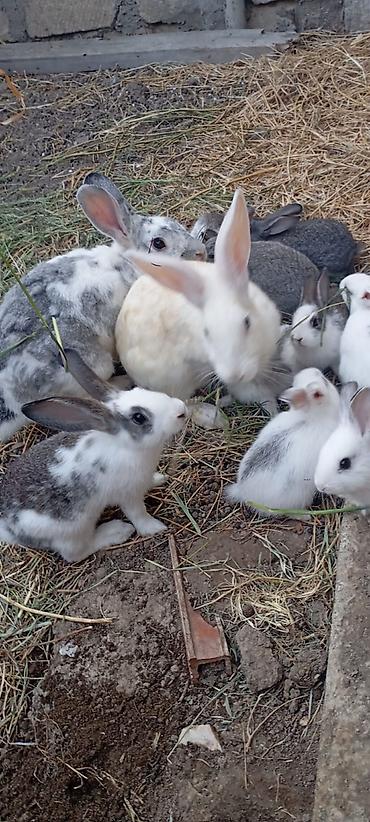 holland lop dovşan: Ancaq balaları satılır birinin qiyməti 10 manatdir!!!!!!!Satlıq — 2