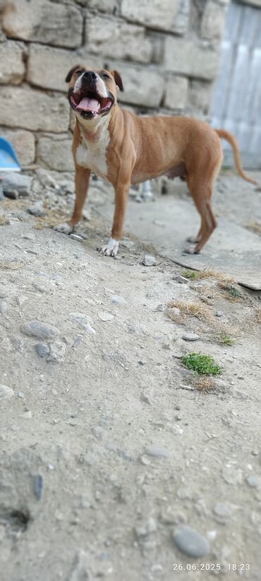 pulsuz it verilir: Pitbul, 3 il, Dişi, Ünvandan götürmə