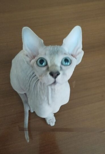 pers pişiy: Сфинкс