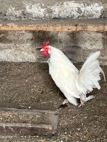 Akvarium aksessuar və ləvazimatları: Yaponka Xoruzu Satılır Tam Sağlam Heyvandi Real Alıcılar Narahat