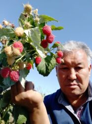 Фрукты и ягоды: Саженцы малина сорт Атлант маравела.паланес.вайалет.мапема аронжовая — 7