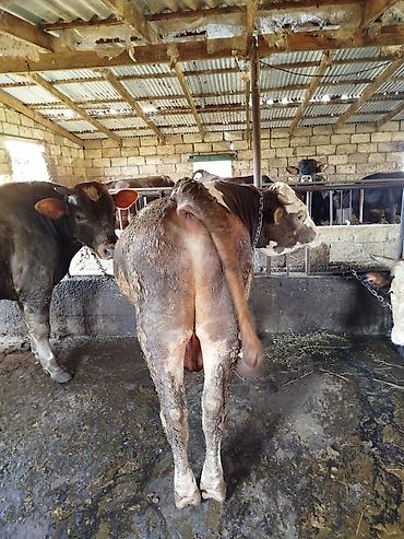 ordek yumurtası satışı: Uzun zamandır Arpa yemi və kəpəklə qulluq olunur, çəki verən mallardır — 7