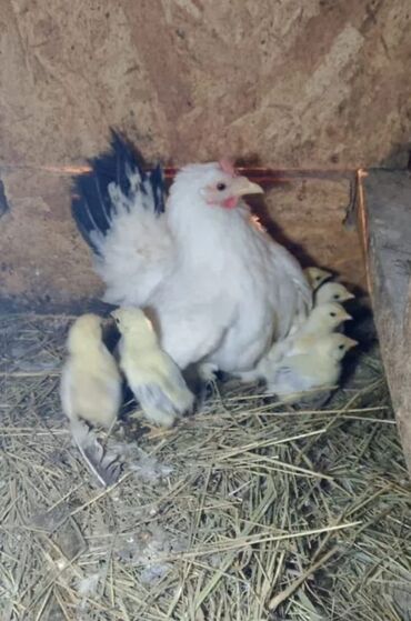 Птицы: Продаю японских Шабо. Привозные. Окрас бежевый и белый! Можно семейкой — 2