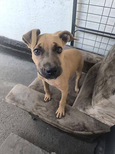 Продажа собак: ❤️🐾 Продам в хорошие руки питбуля Спарту! 🐾❤️ Знакомьтесь, это наша — 1