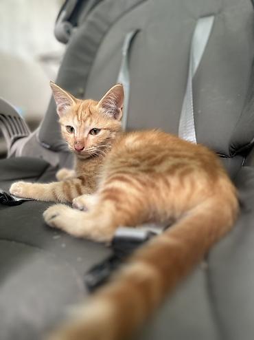 коричневый кот: Ищу дом для рыжика🧡 Рыжий котёнок с классическим полосатым рисунком — 1