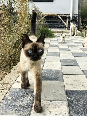 котята сиамские: Породистые котята с колор-пойнт окрасом и ярко-голубыми глазами. - — 4