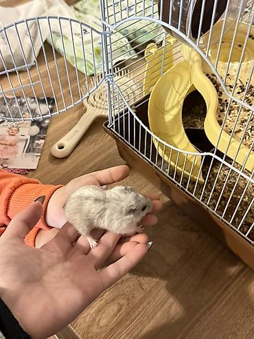 malta bolonka: 3 eded hamster qefes ve apilkasi ile birlikde verirem 2 eded bala — 1