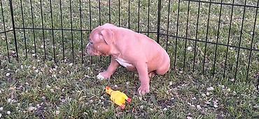 Psi: American bully pocket lilac štenci. 4 lilac zenki, 2 zute zenke — 8
