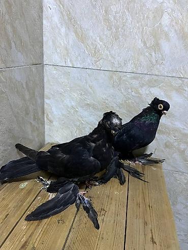 утята суточные: Продою пару жуков голупка этова года линяет шляпавая ноги большие ишо — 2