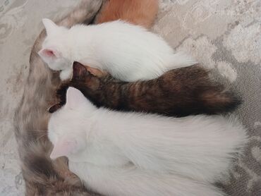 котята британские: Котята, помет разной окраски: - 2 белоснежных котёнка с розовыми