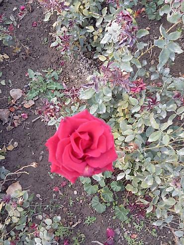 Другие садовые цветы и кустарники: Саженцы садовых роз и хризантем - Розы чайно-гибридные/флорибунда — 1