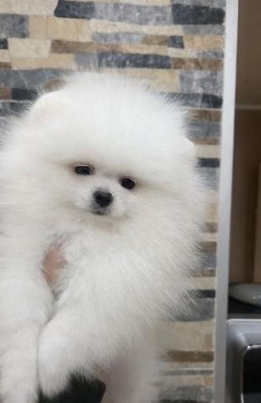 Psi: Pomeranac, štenci vrhunskog kvaliteta Pomeranci devet nedelja stari — 3