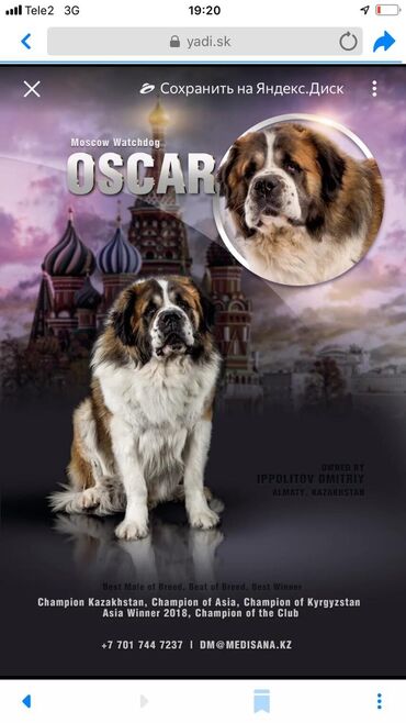 Вязка собак: Вязка: Самец, 2 года, С прививкой, С родословной — 7