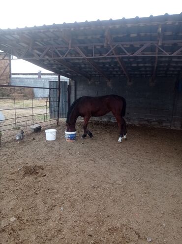 где можно купить собаку хаски: Сатам | Тай | Ат спорту