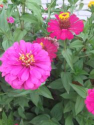 продаю дом село достук конечная 7 автобус: Дача, 70 кв. м, 3 бөлмө, Менчик ээси